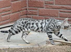 бенгальская кошка розетка на серебре