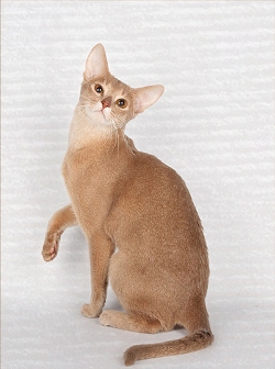 Абиссинская кошка бежевого окраса