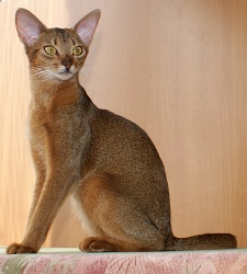 Абиссинская кошка дикого окраса