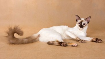 Балийская кошка (балинез)