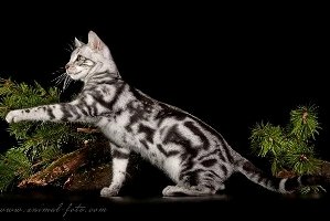 Бенгальская кошка серебристый мрамор