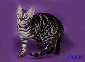 Бенгальская кошка угольное серебро