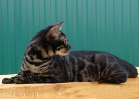 Бенгальская кошка угольного окраса