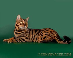 Бенгальская кошка пятно на золоте