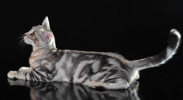 Бенгальская кошка мраморного окраса