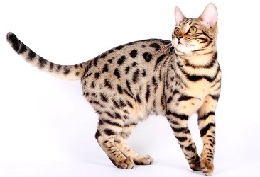 Кошка бенгальской породы