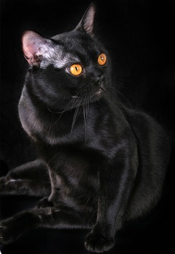 Бомбейская кошка (Бомбей) 