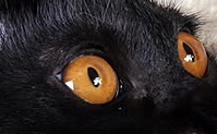 Форма глаз бомбейской кошки