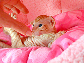 Котенок петербургского сфинкса
