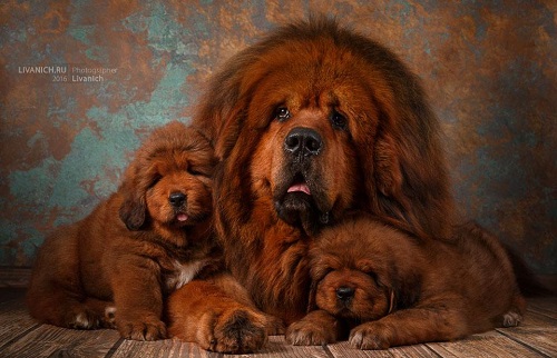 Тибетский мастиф (Tibetan Mastiff) собака — описание, характер породы -  Nobles